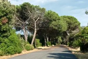 Filmati hard alle mamme al parco