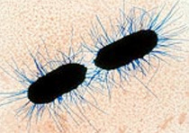 Paura Italia, batterio Killer turista Tedesco in Alto adige