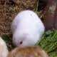 Un coniglio senza orecchie a Fukushima?