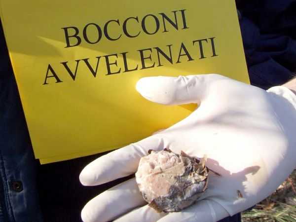 Bocconi con polvere di vetro: morti già 5 cani