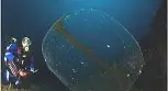 Un calamaro "Alieno" nel mare di Sorrento?