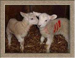 I prodotti ovini del Lazio protagonisti al Gambero Rosso