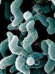 Campylo bacter: pochi sanno che il batterio è causa del maggior numero di contaminazioni alimentari