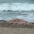Cadavere di donna riverso in spiaggia nel cagliaritano