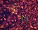 Staminali: canton Ticino,nasce centro terapie cellulari
