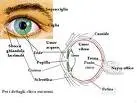 Scienziati italiano scoprono nuovo cancro in orbita occhio