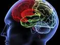 Identificato meccanismo cerebrale che "spegne" ansia e paura