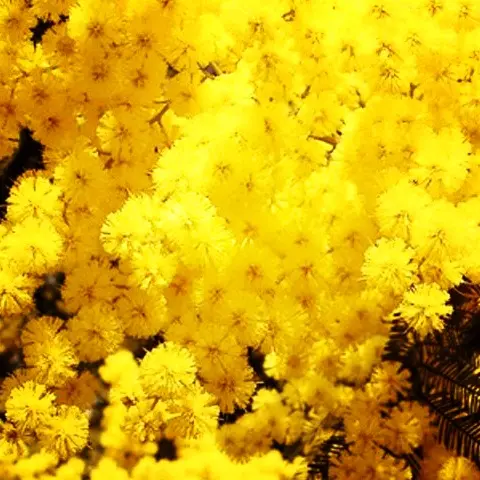 Festa delle donne: gli auguri di infooggi