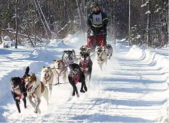 Lo sleddog tra i Parchi Nazionali della Sila e del Pollino