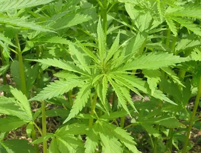 Toscana: cannabinoidi contro il dolore rimborsati dal Servizio Sanitario