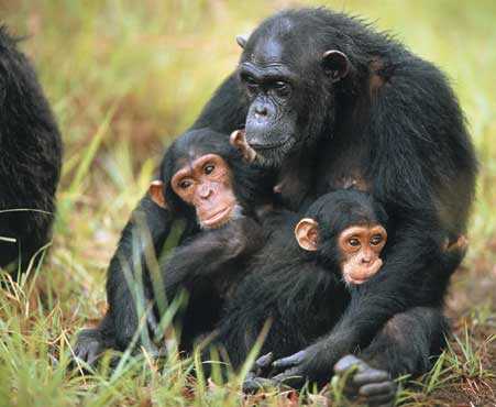 La morte scuote anche gli scimpanzé