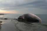 Balena spiaggiata a San Rossore, imminente l'affondamento