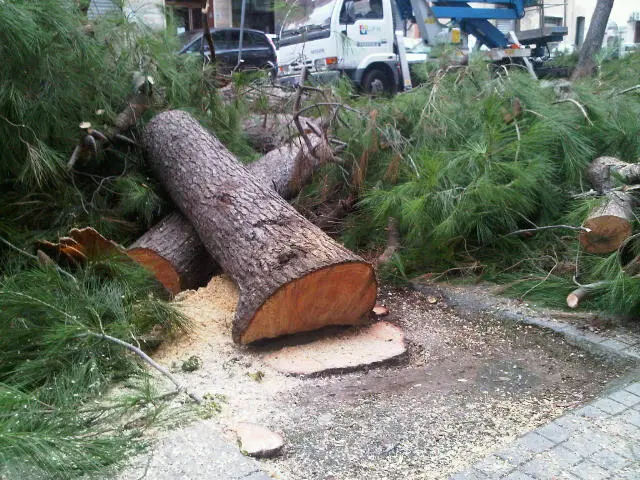 Lecce via Duca Degli Abruzzi alcuni cittadini indignati per il selvaggio taglio di pini