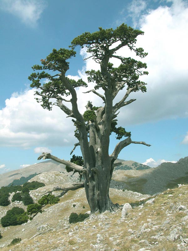 L'anno internazionale delle foreste