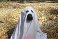 Se il cane abbaia di notte ne rispone penalmente il proprietario