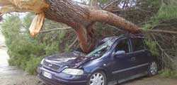 Cade albero, rimane ferito autista vettura travolta