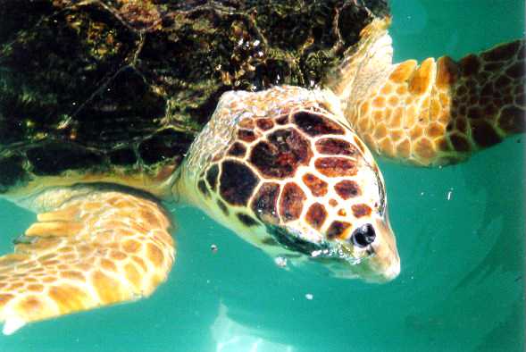 Recuperata una tartaruga Caretta Caretta sulle coste del Gargano