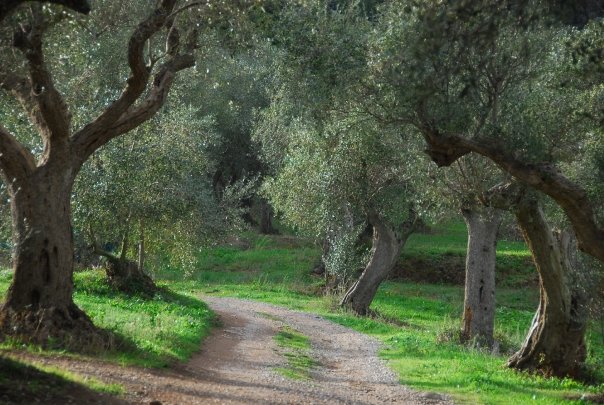 Seconda edizione della festa dell'olio nuovo a Delianuova