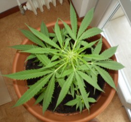 Coltivazione casalinga di marjuana: arrestati