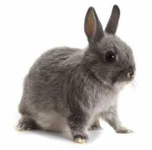 Catturato un coniglio in base militare USA: è radioattivo