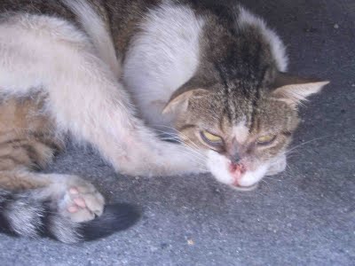 Si diverte a prendere a calci un gatto, denunciato alla polizia grazie al video su Youtube