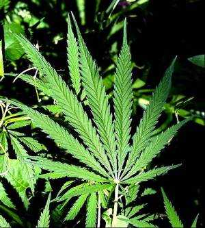 USA: marijuana legalizzata a scopo medico, California non ci sta