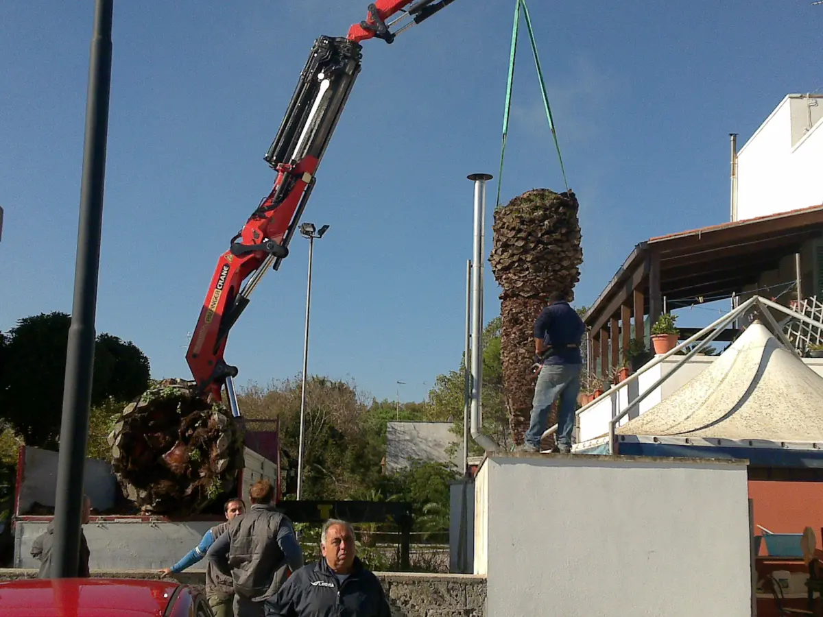 Palme e punteruolo rosso "Una strage silenziosa"