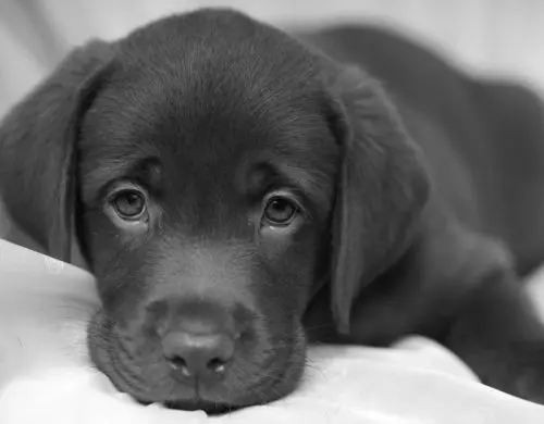 Sestri Levante: torna in azione il killer dei cani