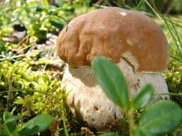 Raccolta funghi e pericoli per la salute