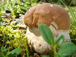 Raccolta funghi e pericoli per la salute