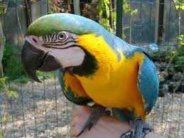 Tarquinia: scomparso pappagallo accusato di stalking
