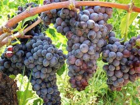 Coldiretti Calabria: questione sulle uve invendute nel cirotano