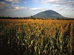 Agricoltura: l'assessore Trematerra risponde a Caligiuri sul blocco fondi Psr