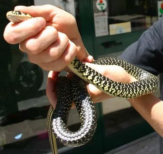 Roma: rinvenuto serpente nei pressi della Stazione Termini