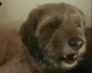 Lega il cane ad un palo e va a ballare