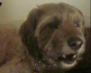 Lega il cane ad un palo e va a ballare