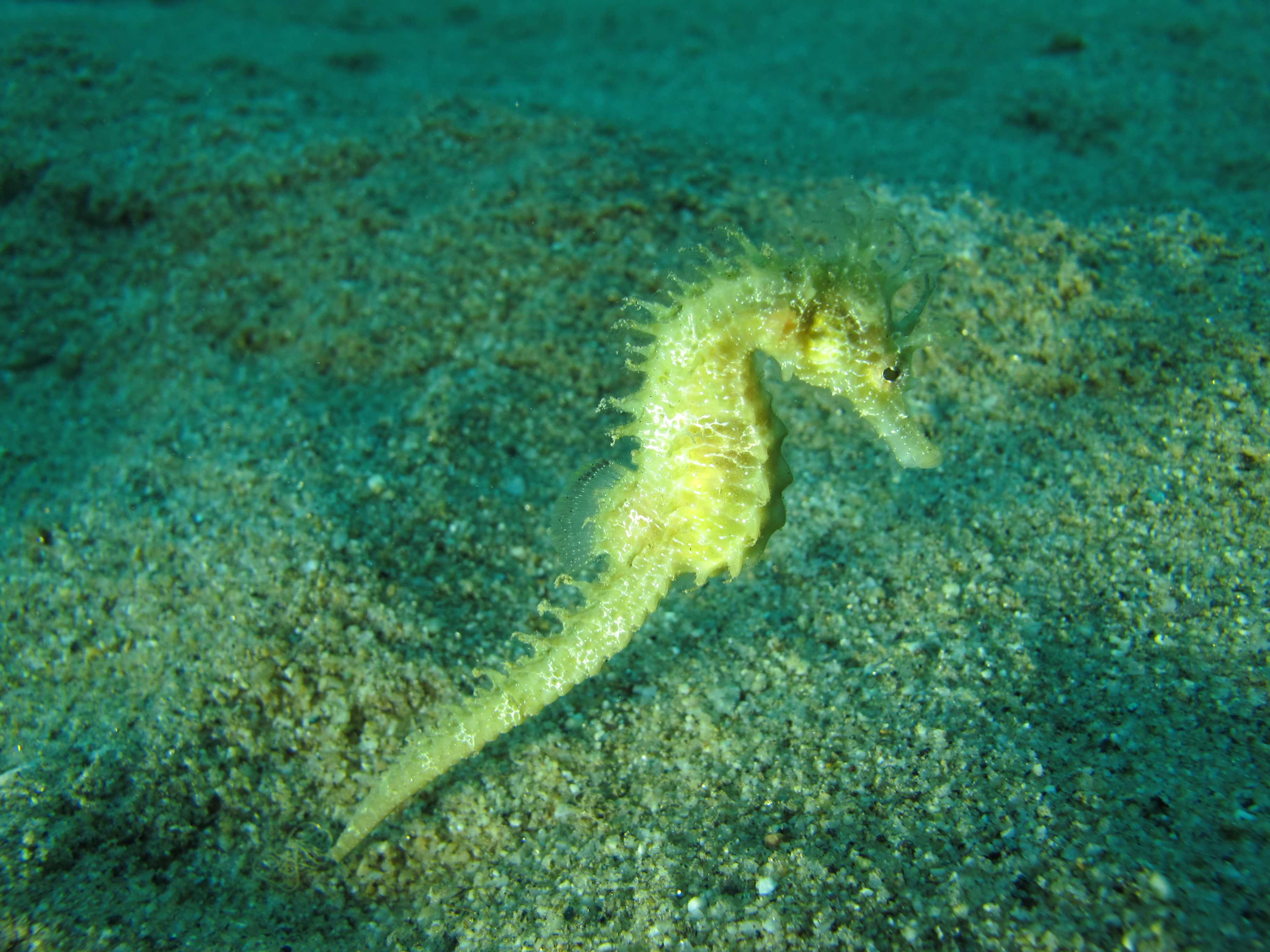 Parco marino 'Baia di Soverato': lo sterminio degli Ippocampi