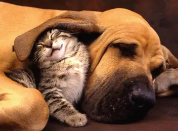 UE: cani e gatti randagi possono essere usati come cavie