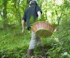 Morti due cercatori di funghi in Trentino