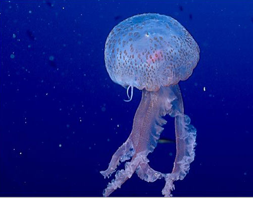 Donna muore nel cagliaritano dopo la puntura di una medusa