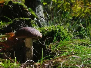 Cade in un dirupo mentre cerca funghi, morto 68enne