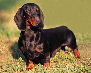 Bimba morsa da un bassotto in spiaggia