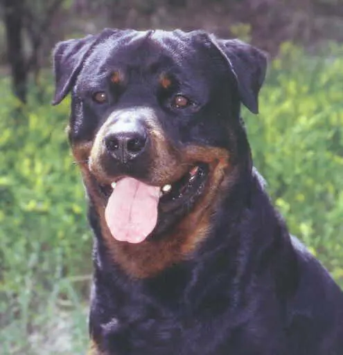 Morto il bambino aggredito da Rottweiler, domani l'autopsia