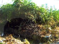 Renda: si intervenga per porre rimedio alla grave situazione igienico sanitaria degli spazi comuni