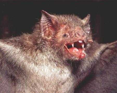 Allarme pipistrelli vampiri in Perù