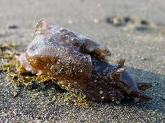 Scoperti i benefici della bava delle lumache marine contro il dolore