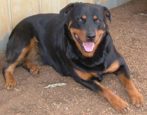 In pericolo di vita il bimbo azzannato da rottweiler