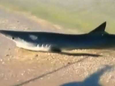 Usa: pescecane finisce sulla spiaggia terrorizzando i bagnanti