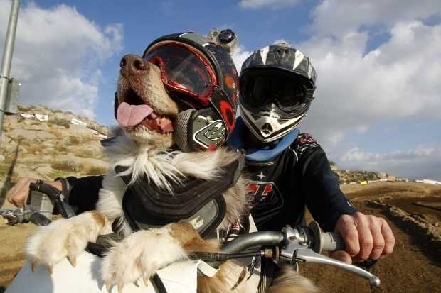 Trasportava cane con casco in moto: multato