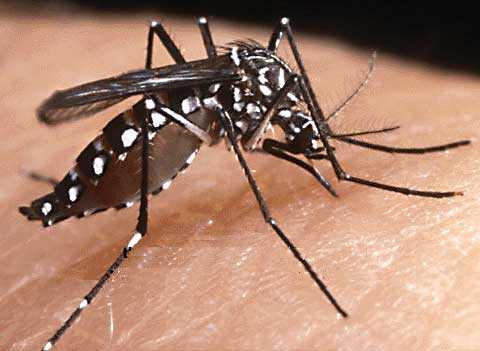 Zanzare trasmettono infezione: due morti